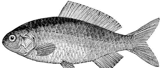 С�W(xu��)���꼉�σ����g(sh��)�̰���ƪ